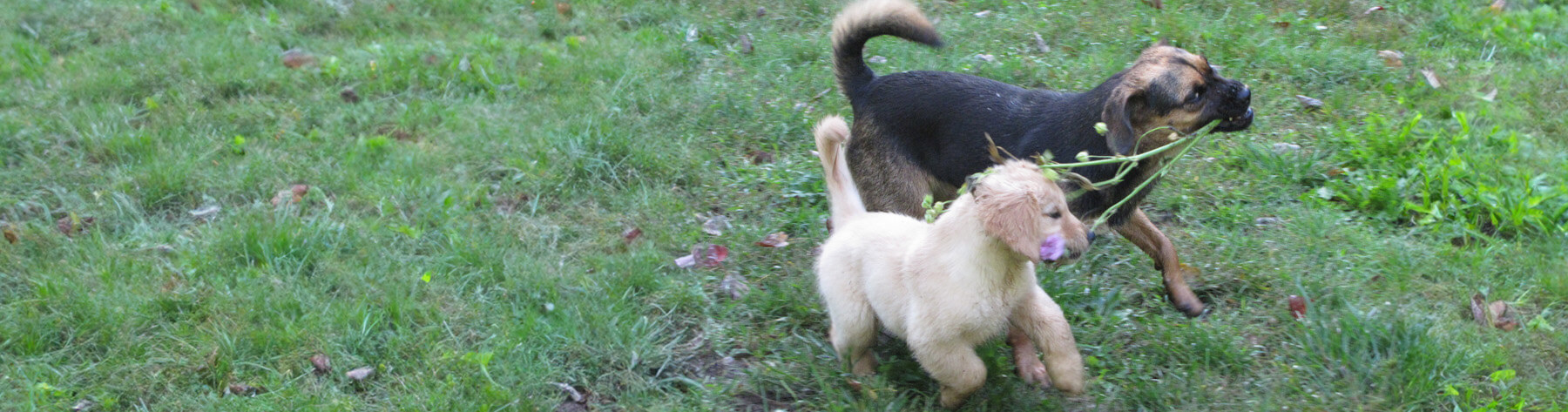Dogs Playing at the Bark and Call Inn